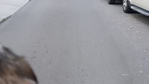 Biking home from the beach up. Silverbirch