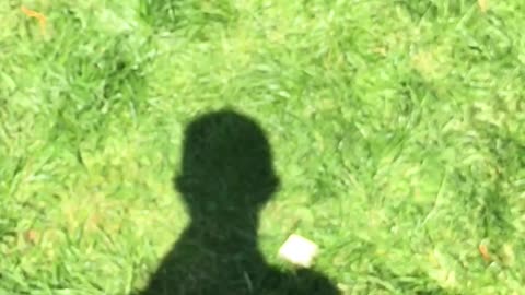 Husky running away from treat