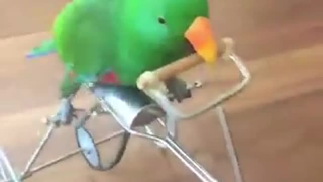 Parrots loves Ridding bicycle