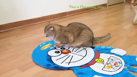 Cats Vs Doraemon 2021