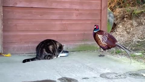 Funky Cat & Rooster