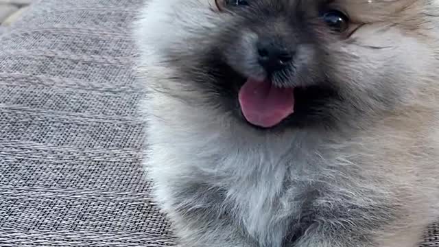 Puppy
