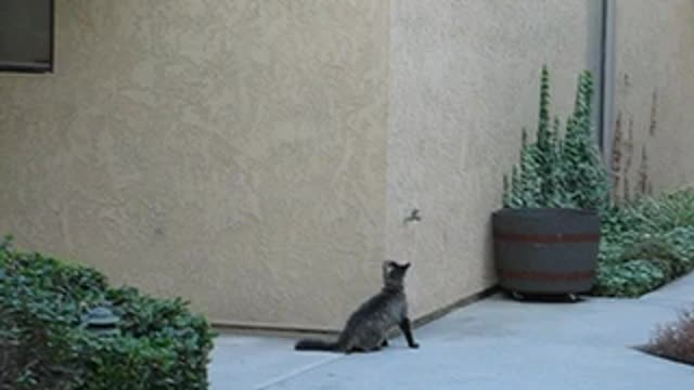 Funny cat climbing into house