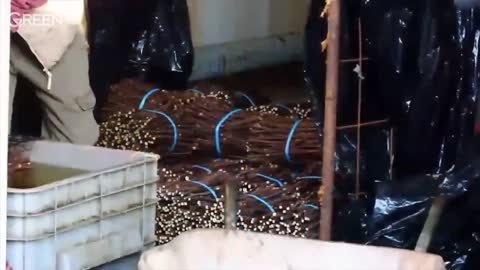 Panen Anggur Kualitas Super | Proses Pembibitan