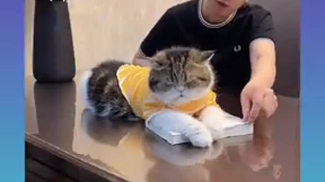 Very nice cat is fun best video.