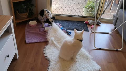 Puppy Decides To Pull A Cat On A Carpet