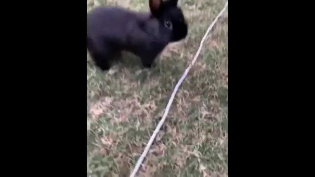 Best funny animal video of the year 2024, funniest animals ..🤣🤣🤣