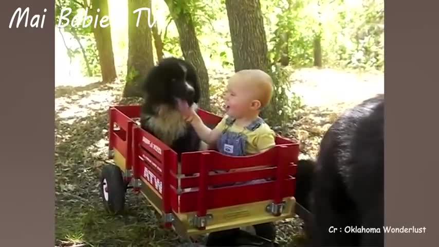 Cachorros e Bebês Brincando