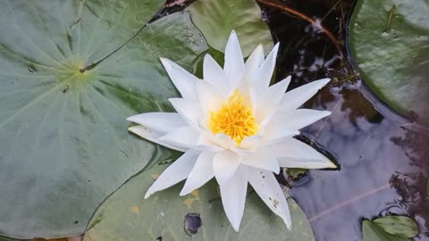 Water Lily