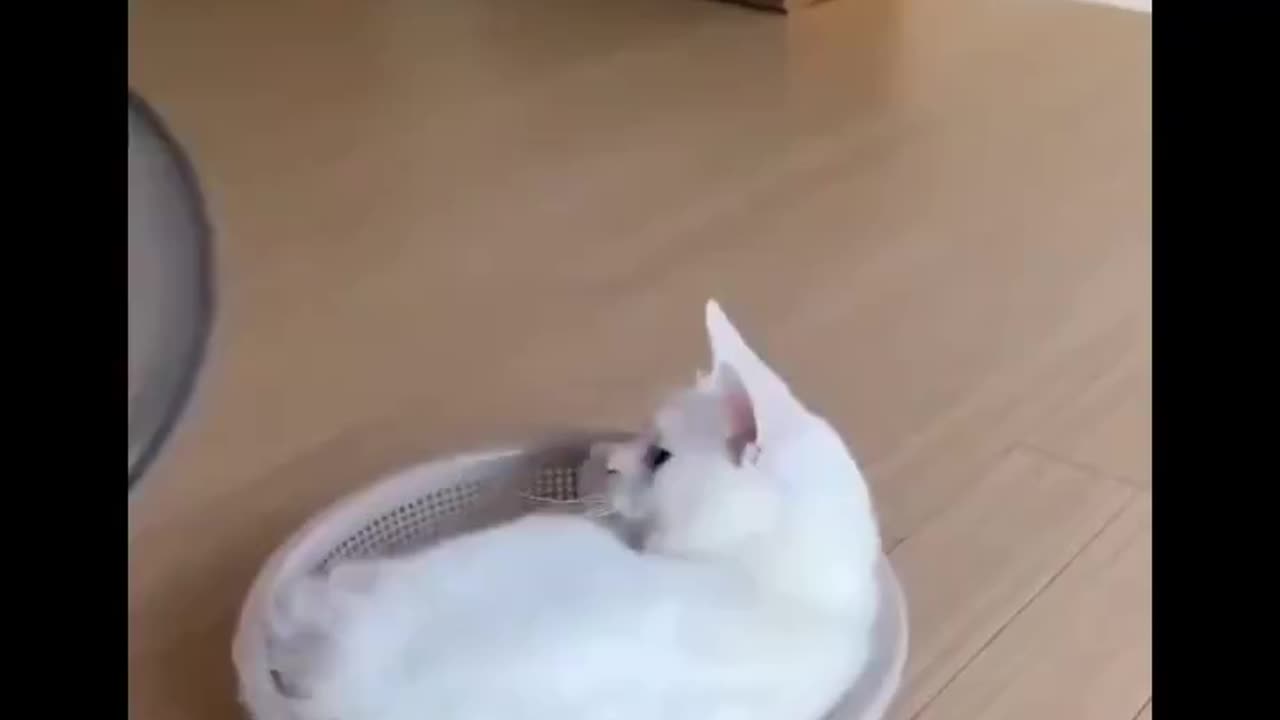 Cats are Liquid Proof 9