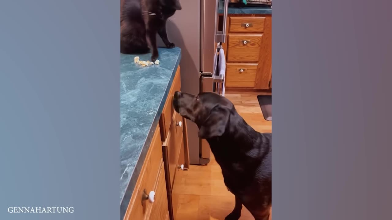 Funny animal videos on internet #2 ,try laugh... 😂😂😂😂🤣🤣🤣🤣