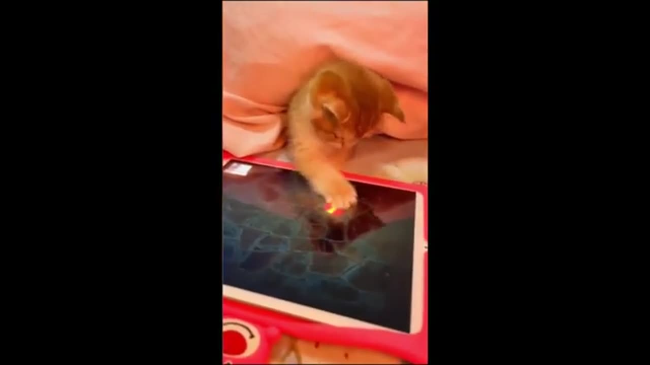 Funny animal videos 2023 - Funny cats/dogs