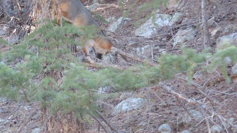 Fox Climbing Tree