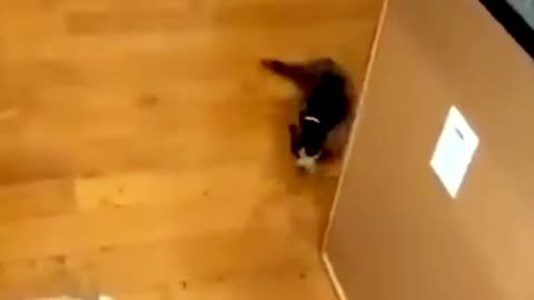 Animal