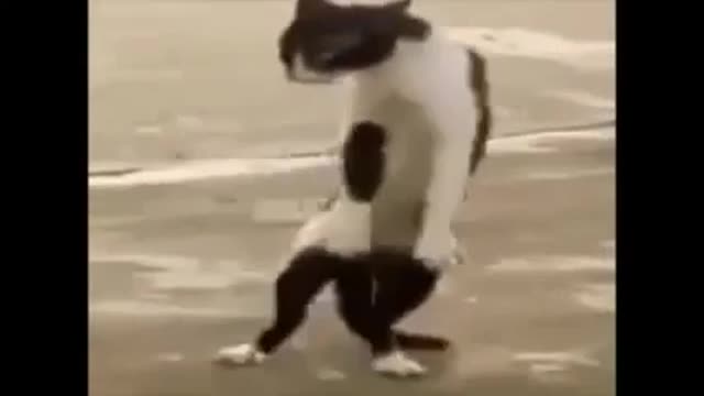 cat dancing funk