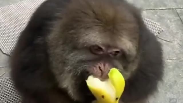 #monkey #funny #fyp #eating