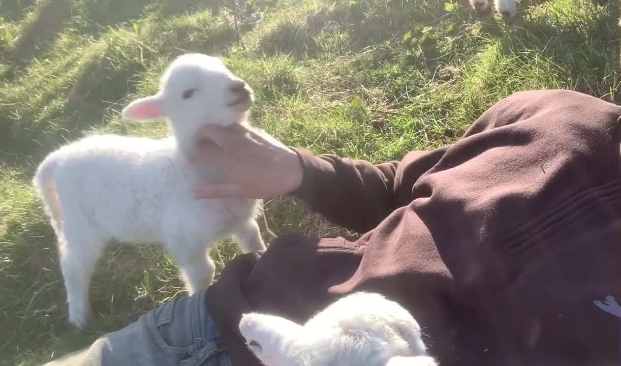 Cute lamb needs attention 😜