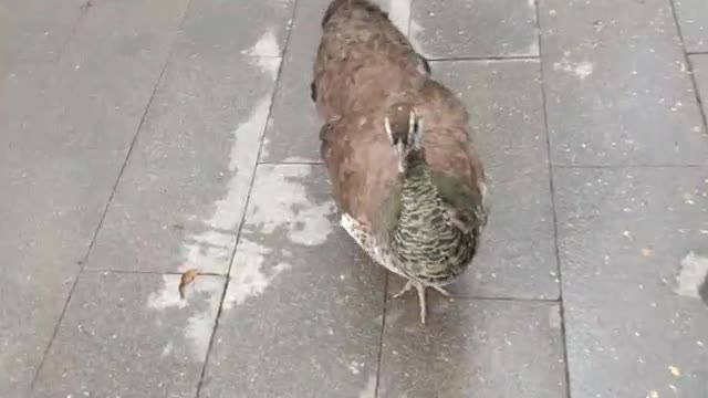 The crown on the peacock's head is very beautiful, as are its feathers!