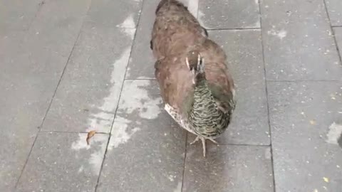 The crown on the peacock's head is very beautiful, as are its feathers!