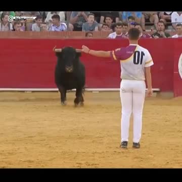 Bull's fight | Cute Wild Animals