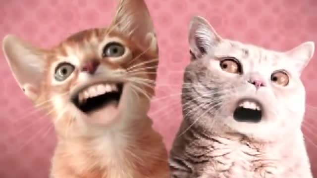 Cats fun