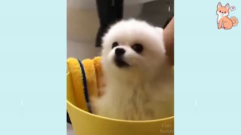 Funny Dogs video