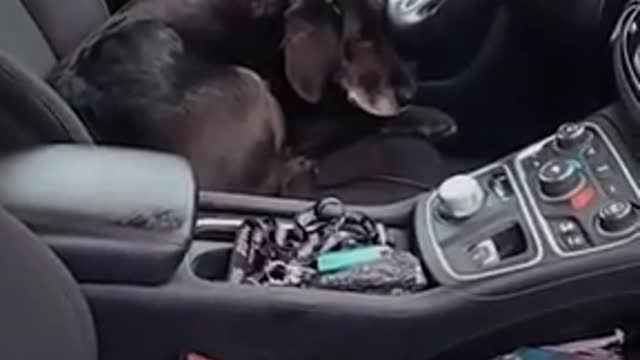 Dog Jumps Into Stranger’s Car And Refuses To Get Out Car