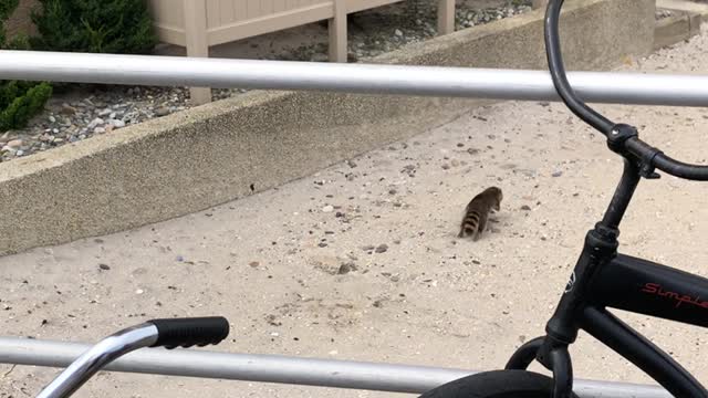 Daredevil Raccoon Faces A Free Fall Off A Tall Building