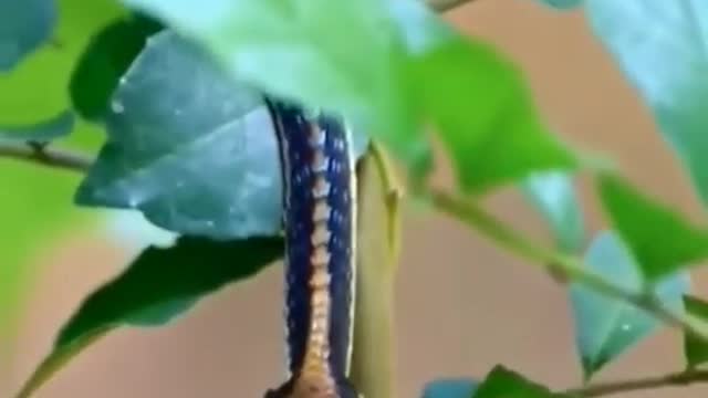 Snake and frog
