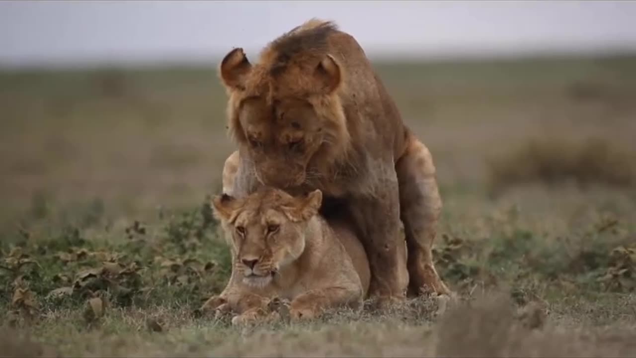 Wildlife & Funs