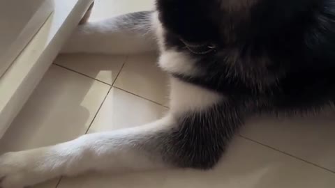 Huskies are really stupid