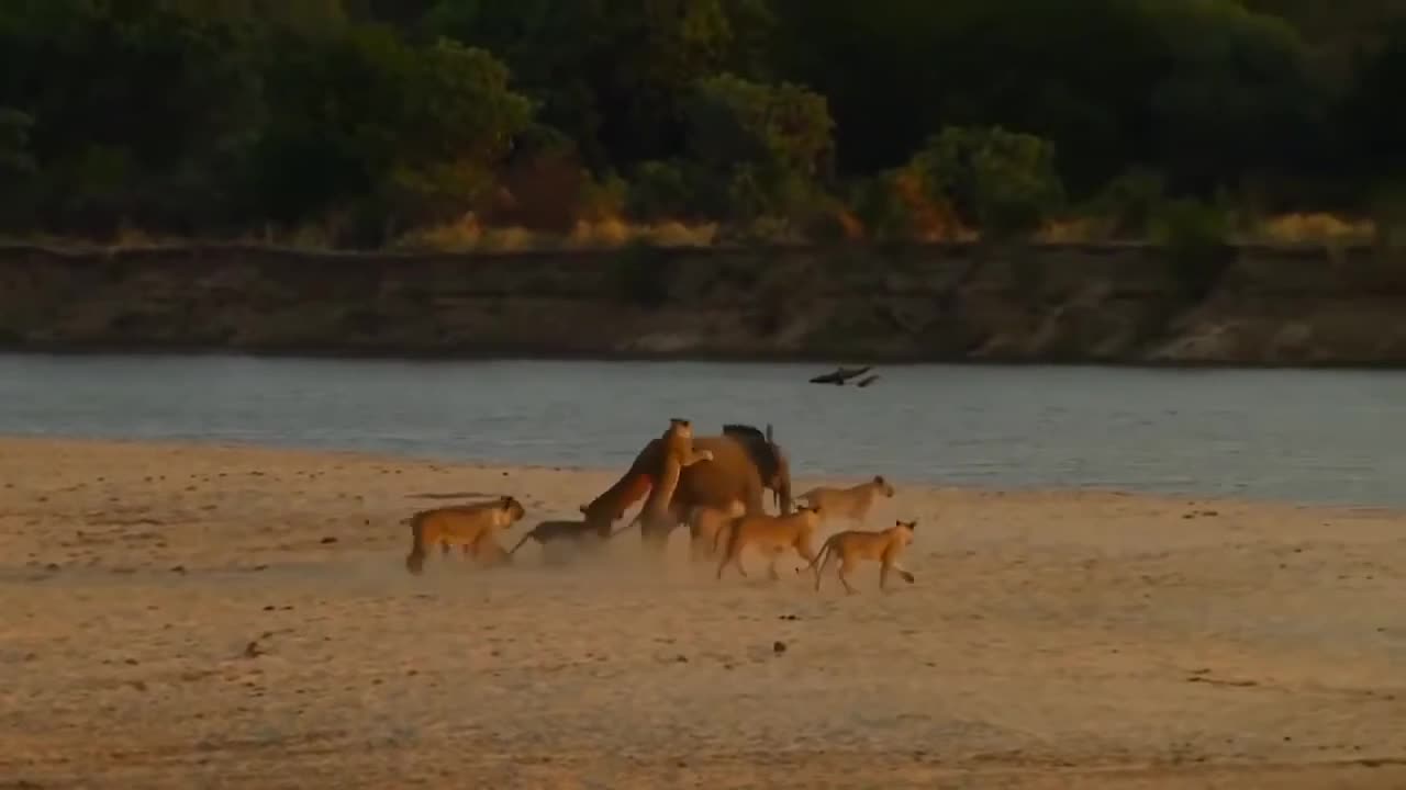 Hunting of a young elephant by 14 big lions