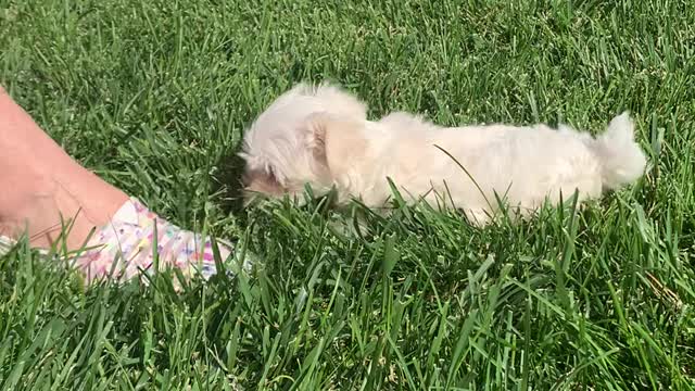 Adorable 9 weeks old Maltese puppy