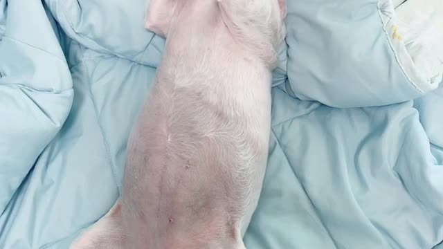 My little puppy acting cute with his front paws.