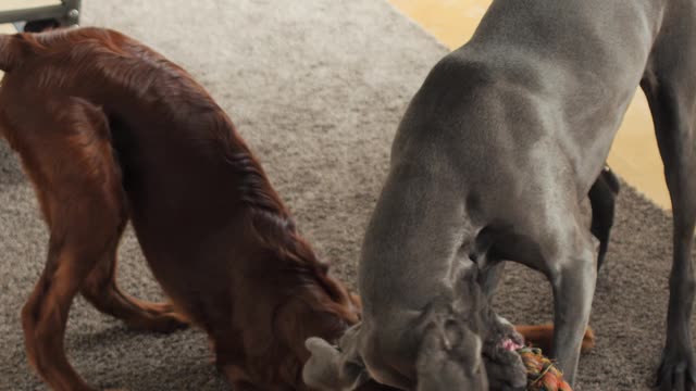 Dogs Playing With Toy on the Floor