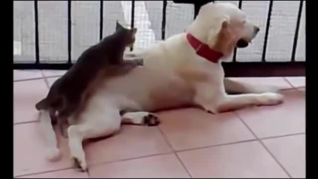 funny reaction animals