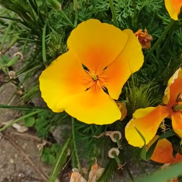 Yellow Californian poppy