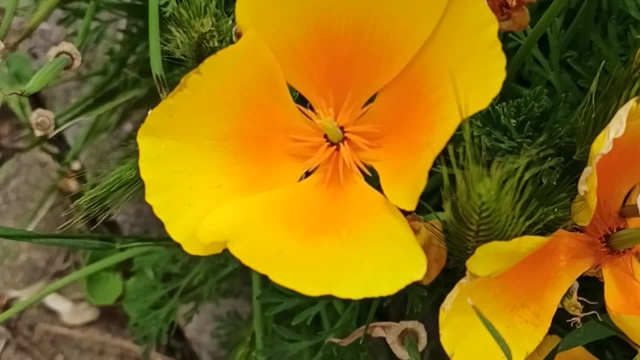 Yellow Californian poppy