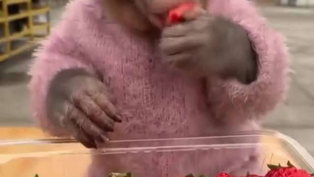 monkey eats strawberries