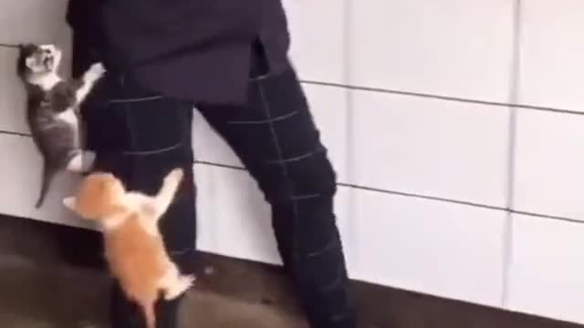 crazy cat lady for most of her life