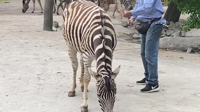 Enjoying the zebra