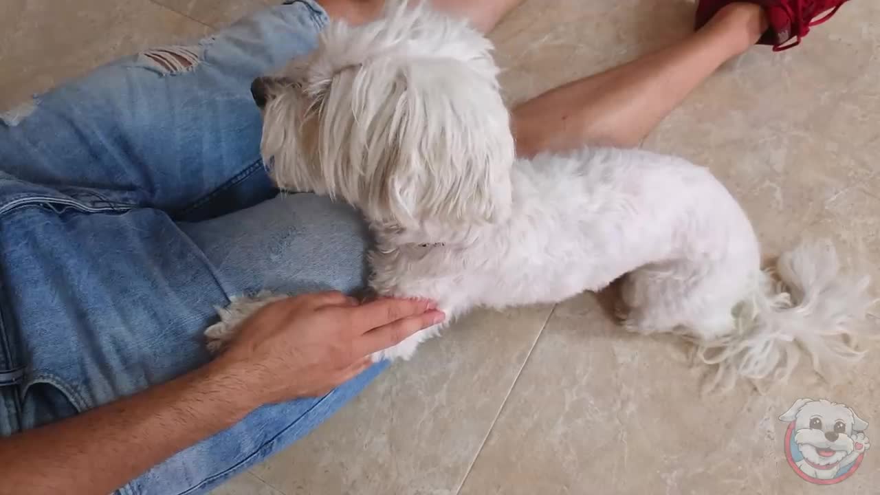 La boda de mi perrita dasha con su novio, vida de casada horrible! Anima Dog