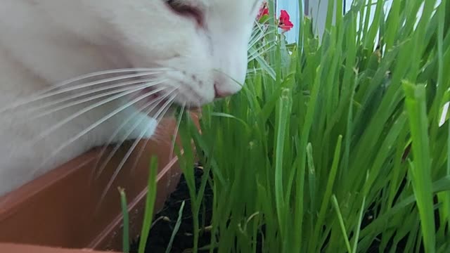 Cat Princess Banu nibbles on some grass