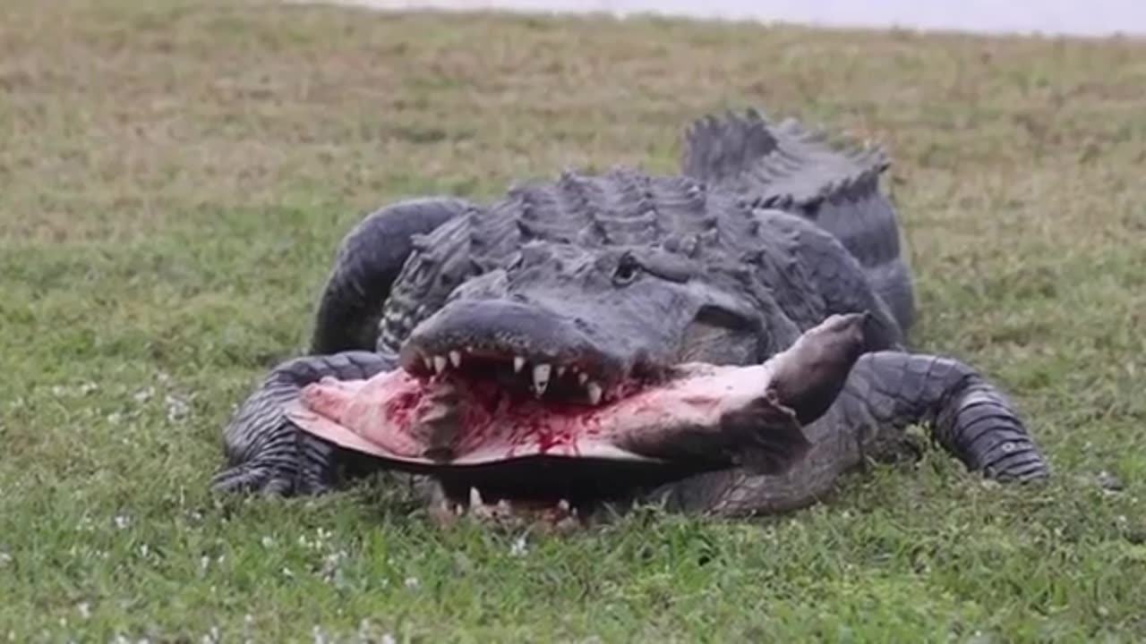 Dangerous- Crocodile