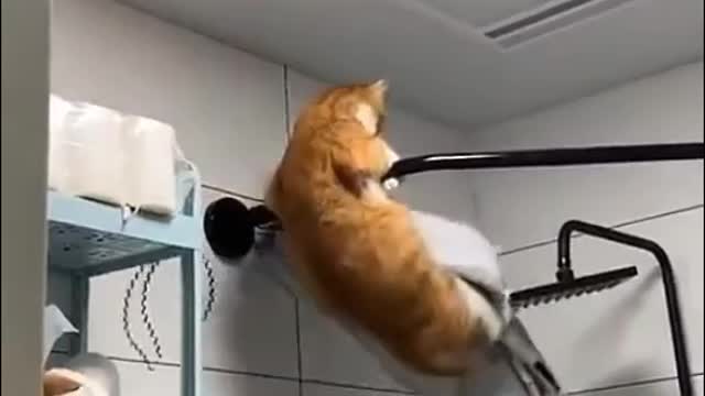 Cat slipped and dangle.