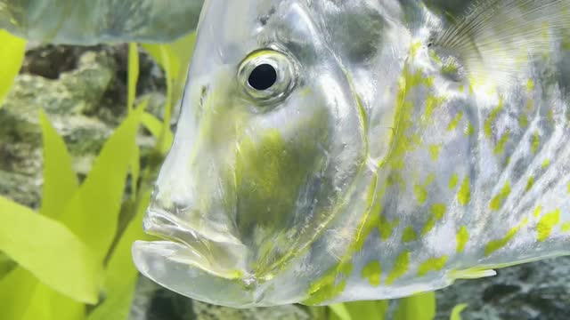 Fish Lotte Tower Aquarium