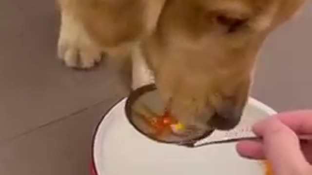 Cute funny dog videos compilation