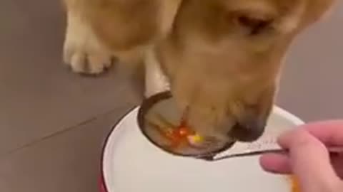 Cute funny dog videos compilation