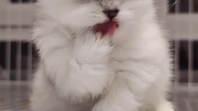 Kittens who like to lick their feet!