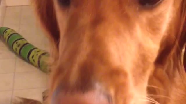 Golden retriever with great self control with treats on face and in mouth